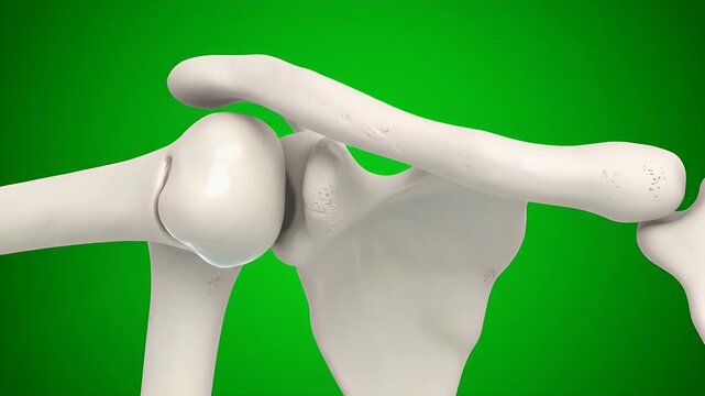 Detailed 3D CGI Medical Animation of Scapula and Clavicle on Green Screen Anatomical Shoulder Bone Structure for