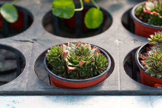 A close-up of the green succulent leaves of Conophytum burgeri (Mahogany) in growth.