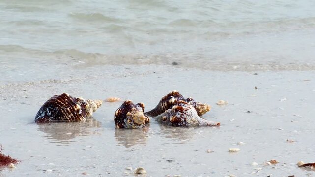 Conchs (Strombidae,) (Gastropoda) lying in gentle waves during low tide on the Gulf of Mexico.
