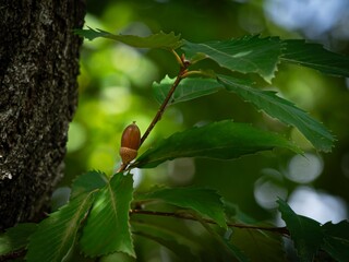 Obraz premium どんぐりの実