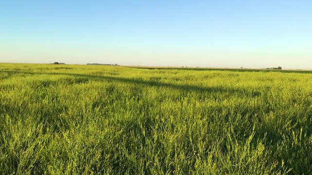 Peaceful Meadow, Endless Green Crop Field in Natural Light on Rural Farm, Countryside Landscape