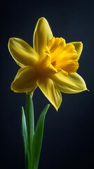 Obraz premium Vibrant yellow daffodil flower with trumpet center on black background in studio