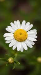 Close-up of a vibrant daisy in full bloom.