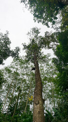 Fototapeta premium trees in the forest