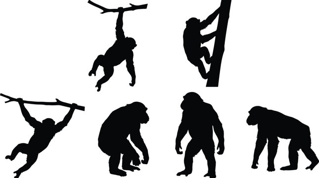 Black silhouettes of chimpanzees in various poses including climbing trees, swinging on branches, standing, and walking isolated on white background