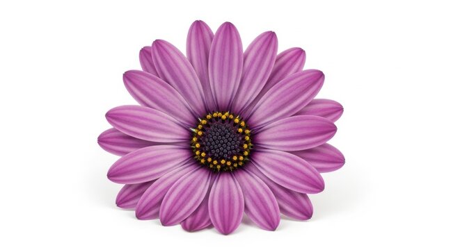Close-up of a Vibrant Purple Osteospermum Flower on White.
