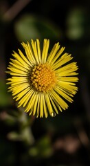 Obraz premium Close-up of a vibrant yellow Coltsfoot flower in bloom.