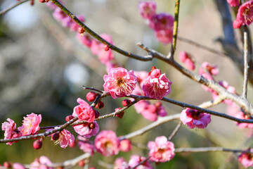 梅の花「八重寒紅」　Prunus mume 'Yae-kankou'