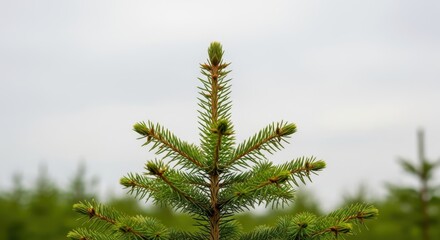 Close-up of a Young Fir Tree Against a Cloudy Sky.