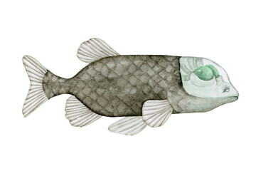 デメニギス　深海魚 深海生物　水彩 イラスト