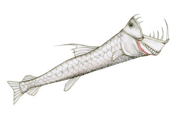 ホウライエソ エソ　深海魚 深海生物　水彩 イラスト