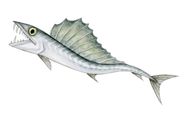 ミズウオ　深海魚 深海生物　水彩 イラスト