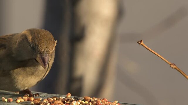 Adorable female house sparrow eats bird seed in golden lighting