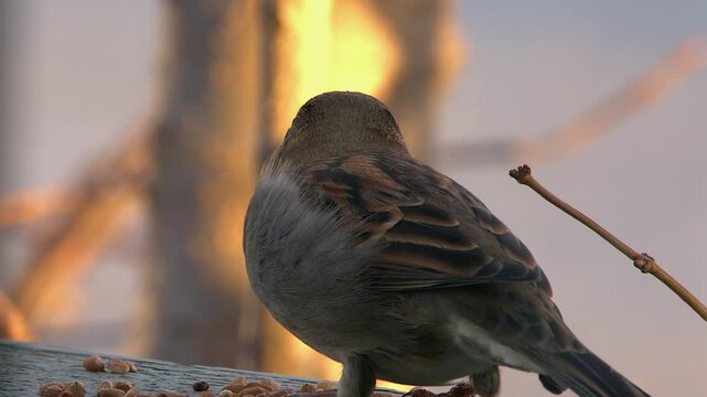 Close-up male house sparrow eats bird seed at golden hour feeder