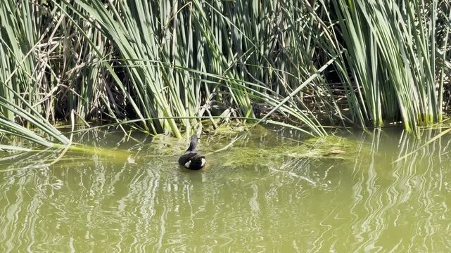 Common Moorhen walks and searches for food in shallow wetlands, displaying calm natural behavior in an outdoor aquatic environment