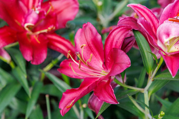Obraz premium A close-up of red lilies in full bloom.