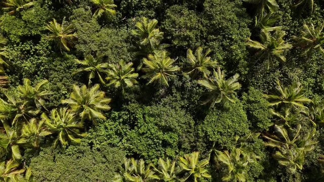 Top-down drone flight over a vast palm grove covering the entire island of Eua, Kingdom of Tonga, revealing dense tropical canopy forming a striking natural pattern in vibrant emerald tones.