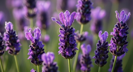 Close-up of Lavender Flowers in a Field on a Sunny Day.