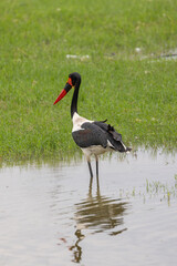 Saddle Billed Stork reflecting in water in Lake Nakuru National Park in Kenya Africa KEN