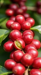 Close-up of Ripe Coffee Cherries on the Branch Ready for Harvest.