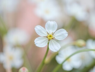 Obraz premium simple illustration of Stylized cute cozy doodle Dreamy close-up of a delicate white flower surrounded by soft pastel green and pink bokeh