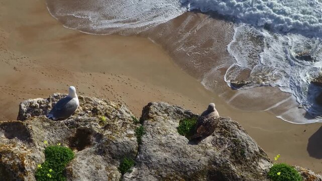 A seagull is resting on a cliff by the sea.바닷가 절벽위에 갈매기가 쉬고있습니다.