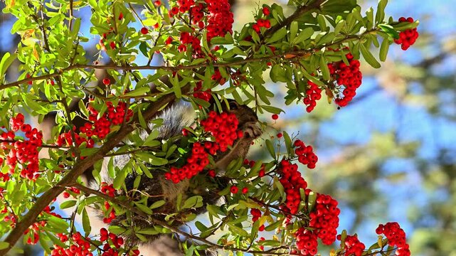 Close-up of a gray squirrel eating red berries among clusters of red fruits, pyracanth (Pyracantha coccinea)