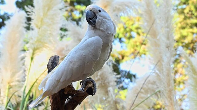 Close-up of a white cockatoo perched on a piece of branch