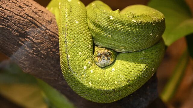 Green tree python coiled on a branch