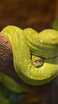 Resting green tree Python in macro detail