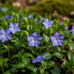 Close-up of vibrant blue periwinkle flowers in a natural setting.