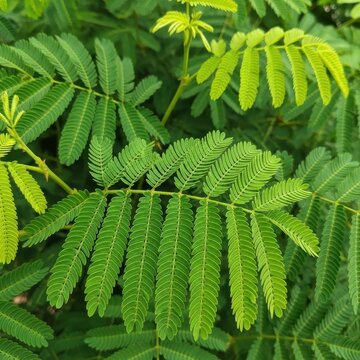 Close-up of vibrant green mimosa pudica leaves in natural light.