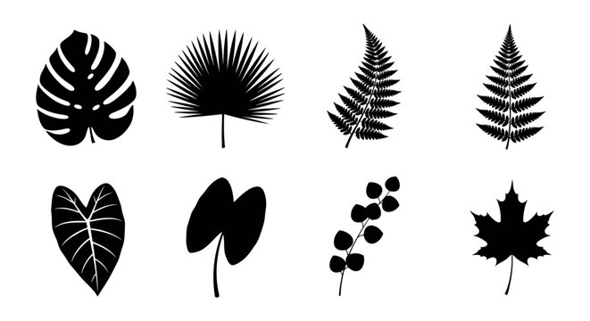collection of diverse botanical leaf silhouettes featuring tropical monstera palm fern and maple foliage perfect for nature designs.