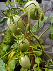 Fototapeta premium Four green tomatoes with water drops on a vine in a garden. Close up organic vegetable for farming background, healthy food concept, and nature layout.