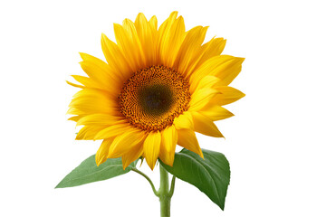 Naklejka premium Vibrant yellow sunflower on white background with green leaves