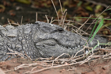 Obraz premium crocodile in the grass