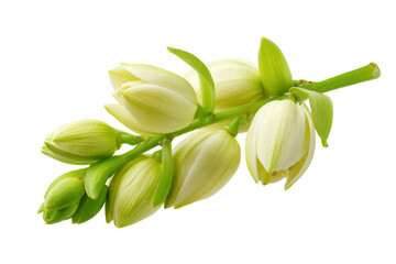 Fresh green yucca blossoms on white background