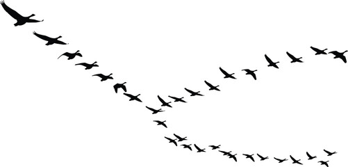 Black silhouettes of birds flying in curved V‑shape formation, migratory flock vector illustration, wildlife nature design, aerodynamics theme concept © MSTSHIULY