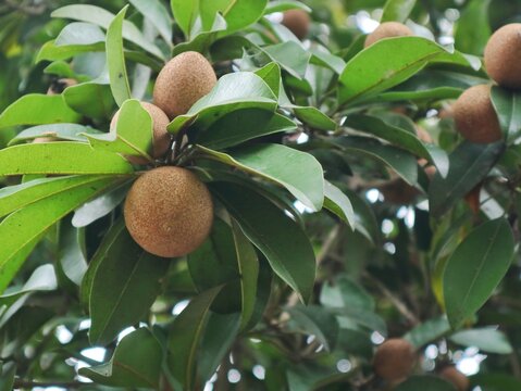 Fresh sapodilla fruits (Manilkara zapota) hanging on a tree branch with green leaves in tropical garden 