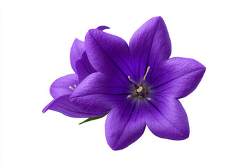 Close-up of vibrant purple balloon flower blooming against white background
