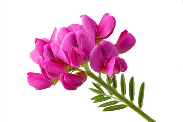 Obraz premium Vibrant pink sweet pea flowers with green foliage on white background