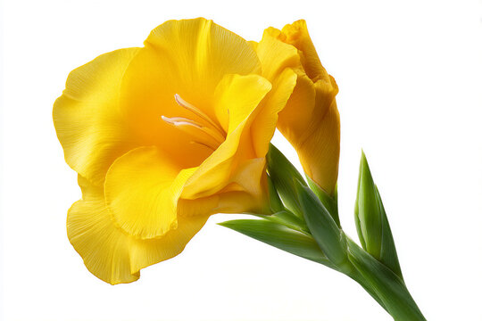 Vibrant yellow gladiolus flower with bud against white background