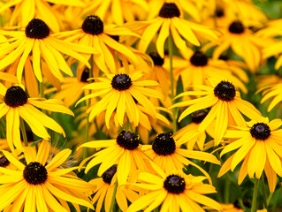 yellow flowers in the garden