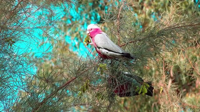Slow motion pink galah cockatoo bird perched on tree branch in turquoise water 4k cinematic footage