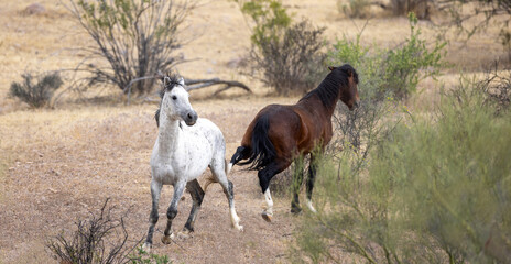 Wild Horse Stallions fighting and kicking each other at the Pobrecito area of the Salt River Arizona United States