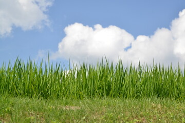 Obraz premium 夏の稲_summer rice_01