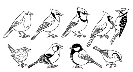 Set of various small birds in line art style © milenialdesastudio