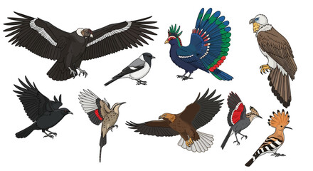 Collection of diverse bird illustrations with wings spread and perched © milenialdesastudio