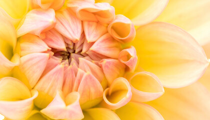 Obraz premium A close-up view of a vibrant flower's center, showcasing layered petals in shades of yellow and peach, capturing intricate details