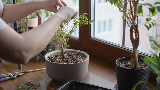 Female hands caring for a bonsai tree, trimming small branches. Indoor plants on a windowsill. Home gardening and plant care routine.
